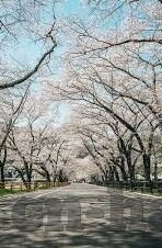 日韩av 碰碰-探索日韩AV文化中的碰碰现象，多元视角下的文化交流与理解